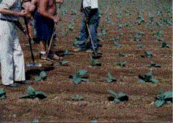 The plants begin to grow.